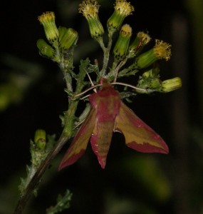 3259 Deilephila porcellus petit sphinx vigne 2011.04.06 Ampuis Rozier (1p).jpg