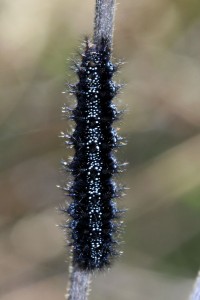 IMG_8385.JPG