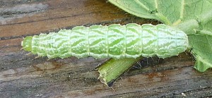 resized_P1000395.jpg