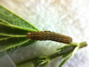 25mm, 08-04-11 1.jpg