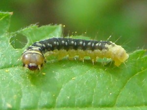 Cacoecimorpha pronubana.JPG
