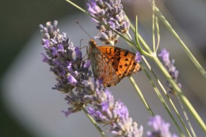 moyenacréferm_DxO.jpg (116.1 Kio) Consulté 3490 fois moyenacréferm_DxO.jpg