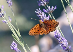 moyenancréouv_DxO.jpg (139.2 Kio) Consulté 3490 fois moyenancréouv_DxO.jpg