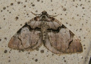 3727 Geo Anticlea derivata Violette 2008.05.02 (2)ter.JPG