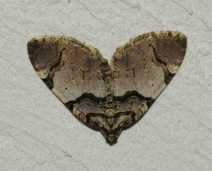 3727 Geo Anticlea derivata 2011.04.04 (1p).jpg