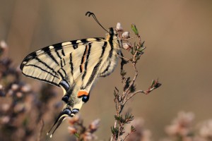 Iphiclides podalirius (8).jpg