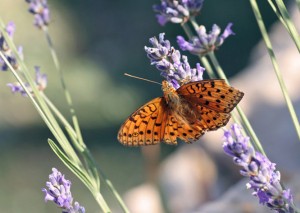 Le chiffre -ppc .jpg (120.07 Kio) Consulté 3448 fois Le chiffre -ppc .jpg