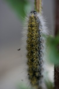 IMG_4022_1.JPG