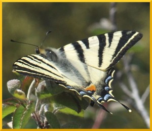 W -Le Flambé - Iphiclides podalirius   160 KO.jpg