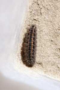 Rhagades pruni-3236.jpg