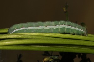 IMG_9297.JPG