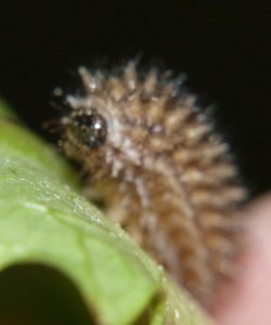 Melitaea parthenoides (2).JPG