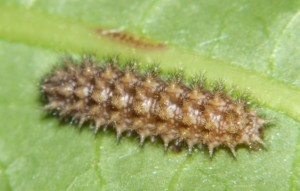 Melitaea parthenoides (1).JPG