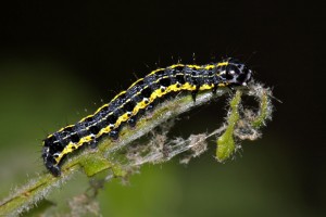 IMG_9657 Orthosia miniosa.JPG