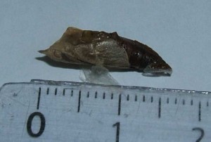 chrysalide marron blanc sur montant alu 2009.04.15 (1P).JPG