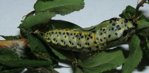 1 chenille chrysalide 2009.04.14 (10P%).JPG