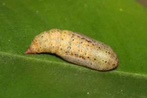 Pseudoterpna sp (6).JPG