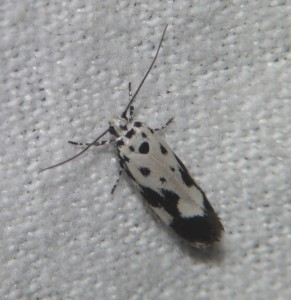 Ethmia quadrillella.JPG