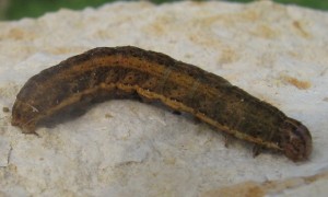 Noctielle 14 04 2009.jpg