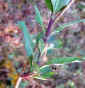 Lonicera periclymenum L..jpg