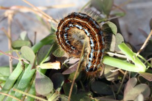 Malacosoma franconica-0152.jpg