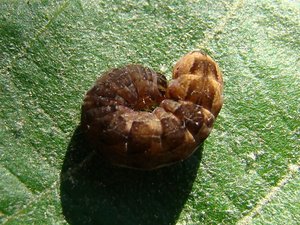 Agrochola circellaris.JPG