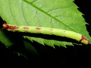 Anticlea derivata.JPG