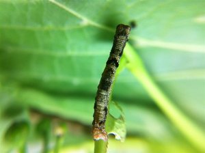 Ectropis crepuscularia, 15mm sur tilleul, RB 03-05-11 1 (Large).jpg