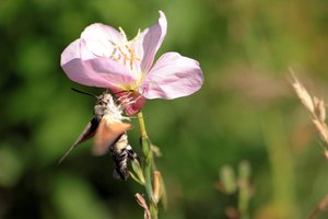 Macroglossum piégé-0046.jpg