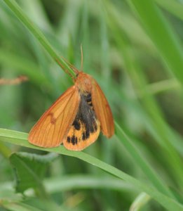 papillons marron 10  mai 2011 083 [1600x1200].JPG