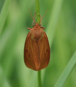 papillons marron 10  mai 2011 109 [1600x1200].JPG