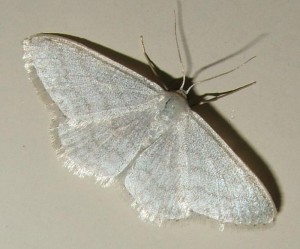 3574 08039 Scopula caricaria... doutes 2008.06.21 (1%).JPG