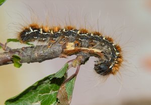 Laineuse du cerisier Eriogaster lanestris (2).JPG
