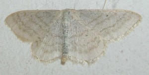 g s b clair 3645 08167 Idaea subsericeata  ou scopula floslactata 2008.06.20 (2P%).JPG