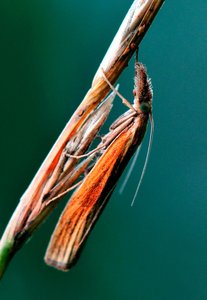 _COS1455_05_crambus_lathoniellus.jpg