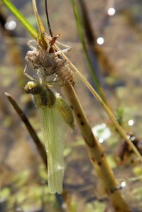 Emergence d'Orth+®trum r+®ticul+® - Orthetrum cancellatum.jpg