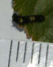 chenille naissante noire 2x 2 segments verts sur prunus 2011.05.16 - 5mm p.jpg