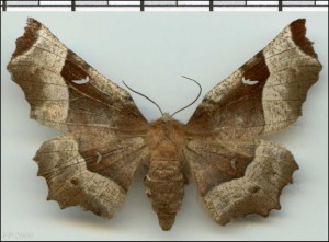 Geo - Selenia tetralunaria.jpg