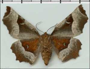 Geo - Selenia tetralunaria v.jpg