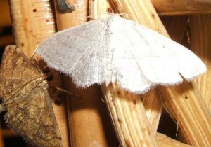 3574 08039 Scopula caricaria... 2008.08.29 (1taille).JPG