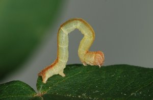 DSC_6560.JPG