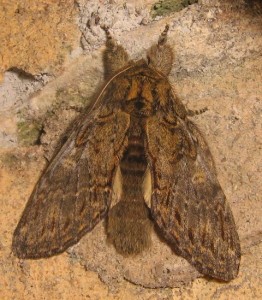 Notodonta dromedaris check Aarts Tineke 46  16042009.jpg