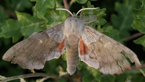 3240 Sph Laothoe = Amorpha populi 2011.05.18 (7p).jpg