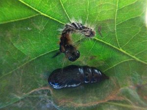 Colocasia coryli, chrysalide du 18-05-11 (Large).jpg