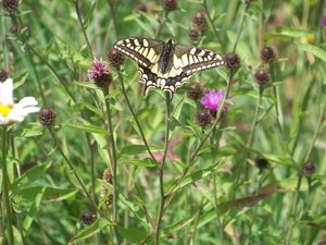 machaon aberrant26052011.jpg