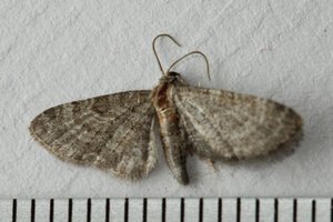Copie de IMG_3355.jpg