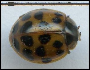 Coc - Harmonia axyridis (1).jpg