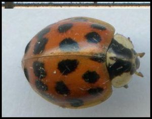 Coc - Harmonia axyridis (07).jpg