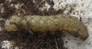 rups 18042009.jpg