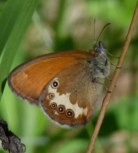 Céphale Coenonympha arcania.JPG